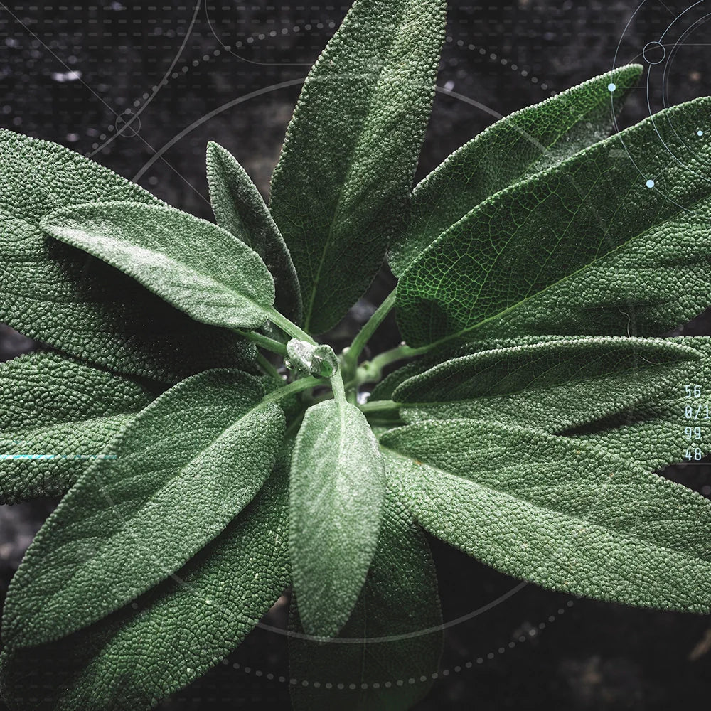 Garden of Wellness Shop