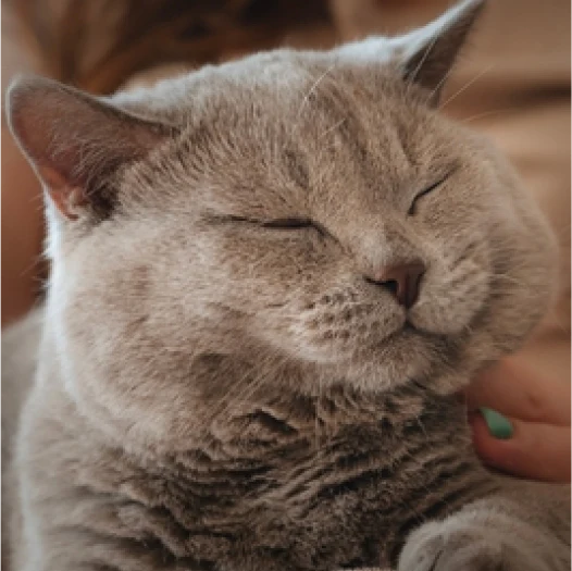 Cat Icon