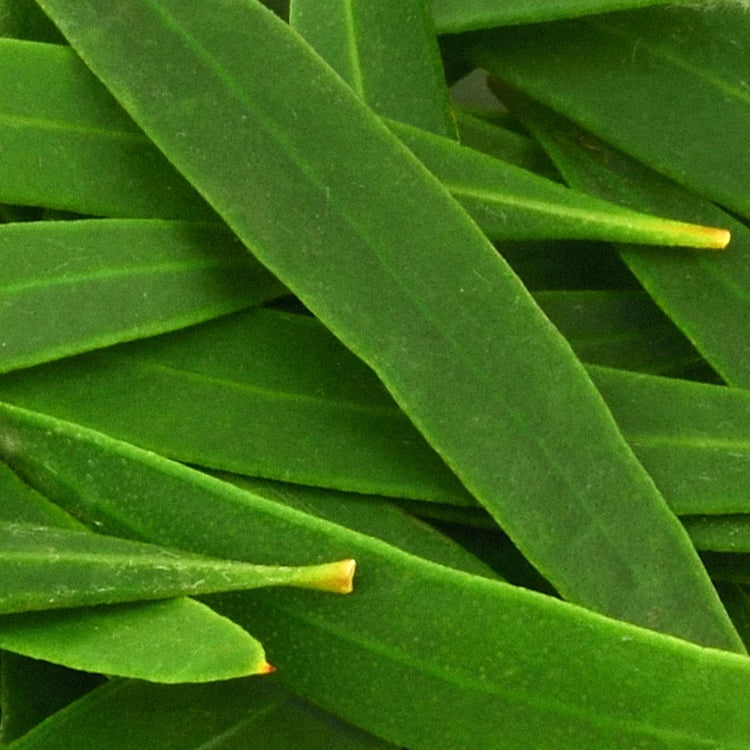 Garden of Wellness Shop